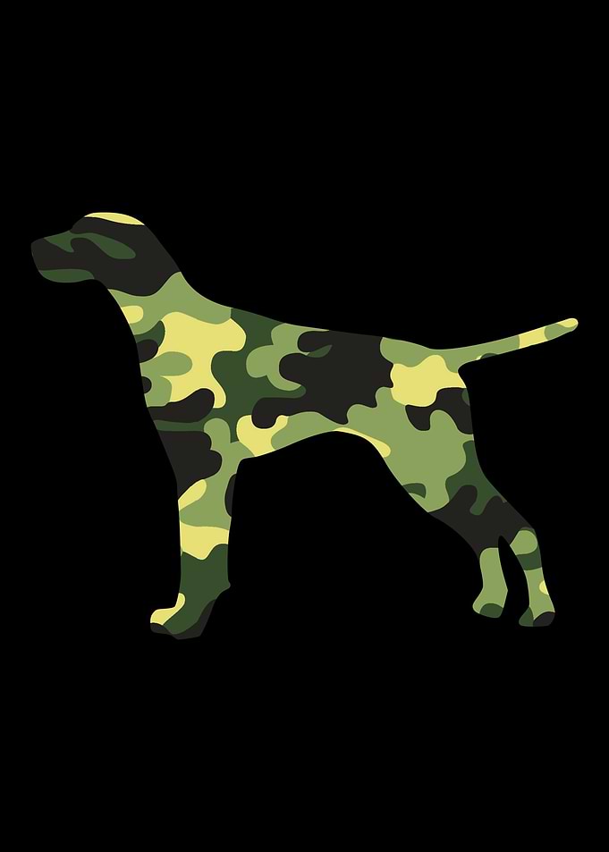 German Shorthair Pointer