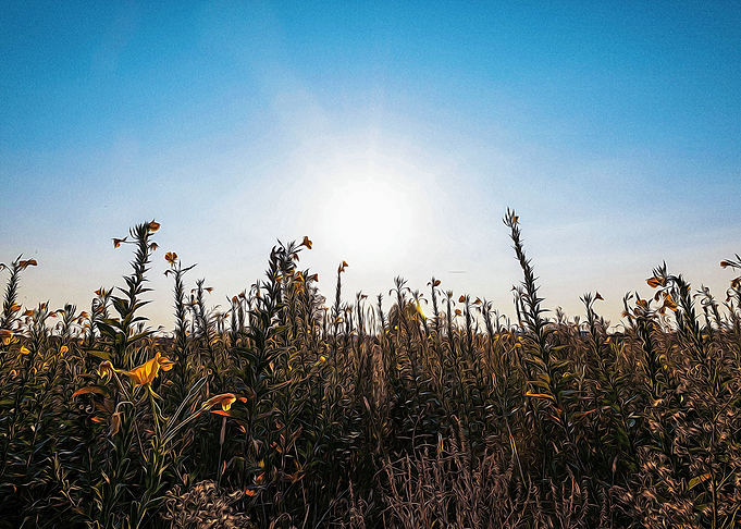 Uncultivated field