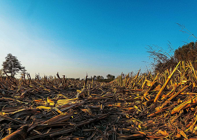 Fallow field in Lomellina