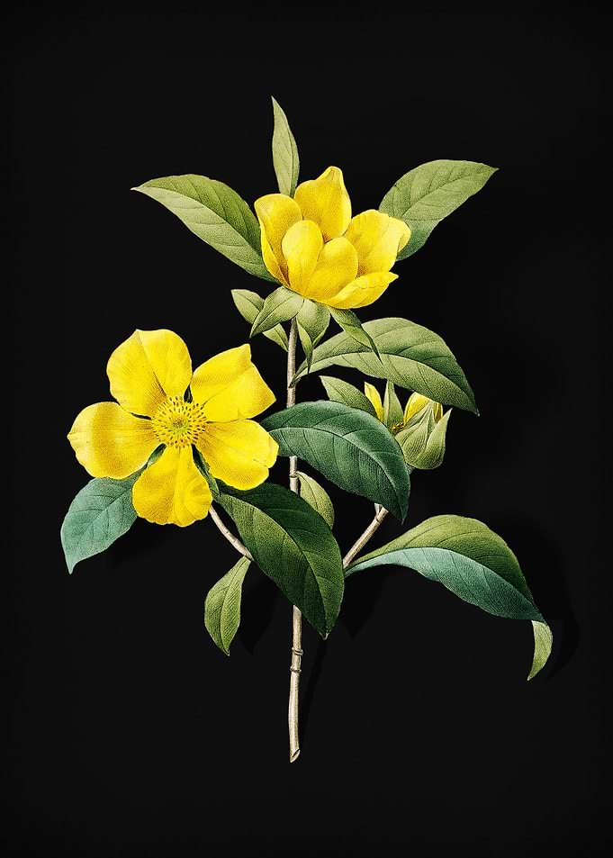 Golden Guinea Vine on Noir