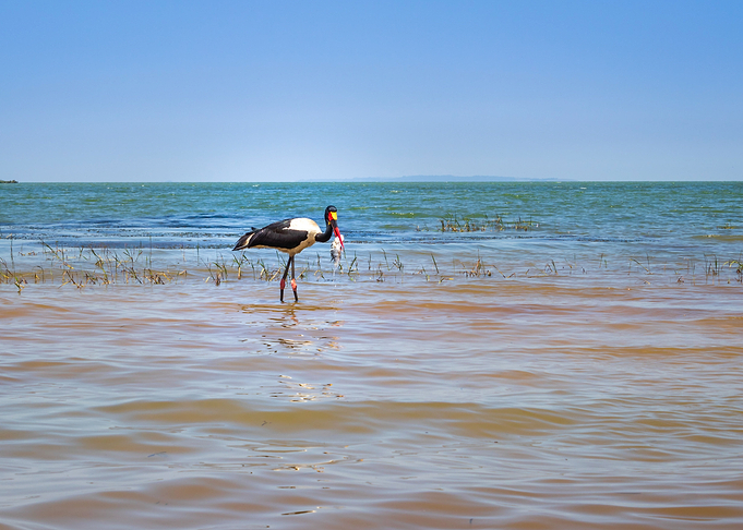 Two saddlebilled storks