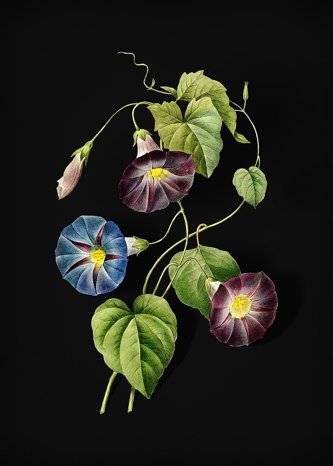 Morning Glory