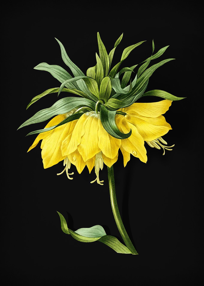 Kaisers Crown