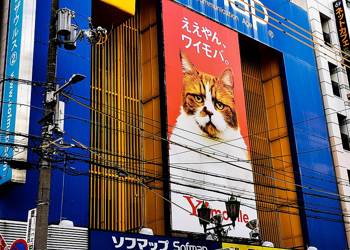 A cat in Osaka