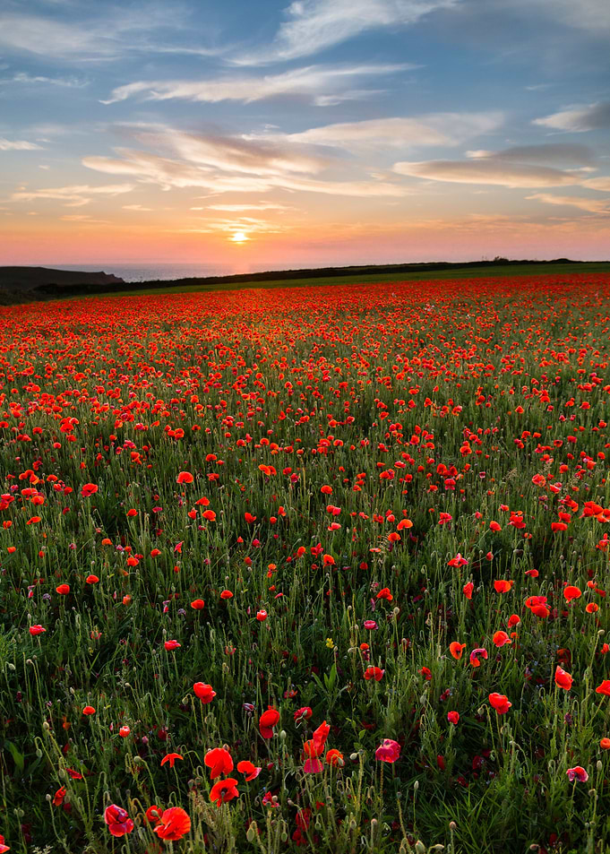 Poppies West Pentire