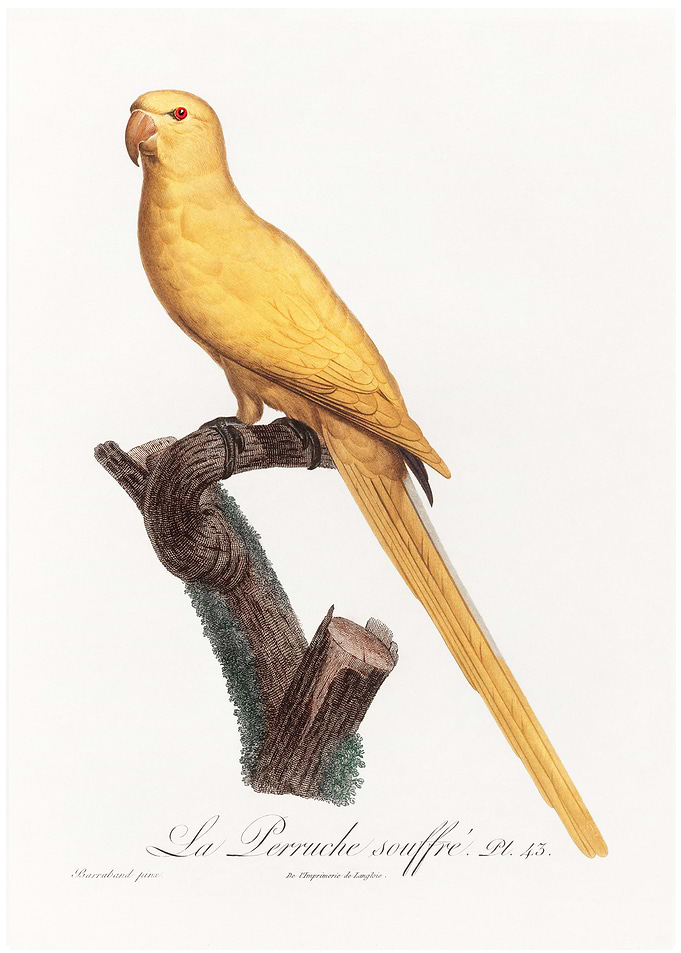 Lutino parakeet