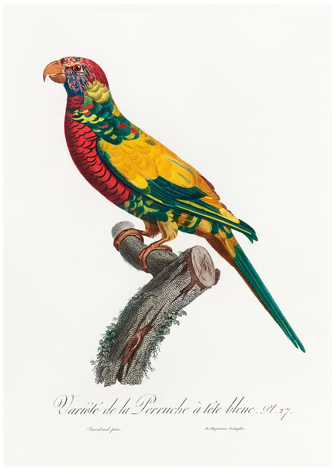Rainbow lorikeet