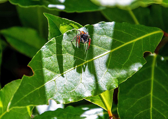 Red spider on a leaf