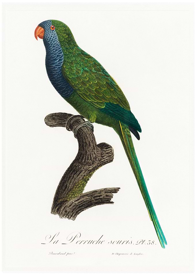 Quaker parrot