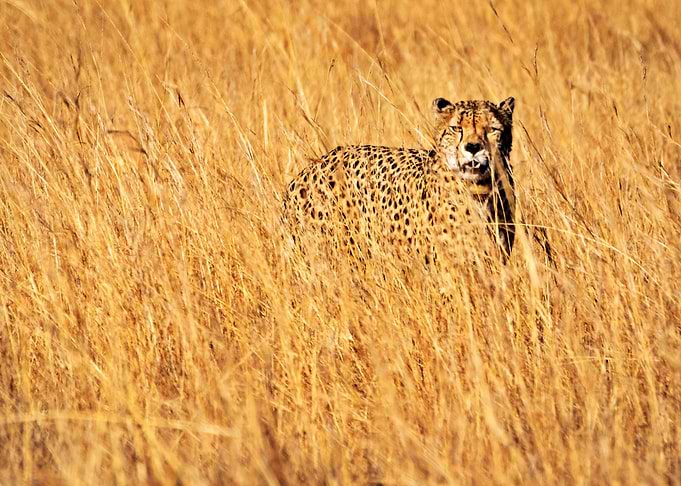 The Stunning Leopard