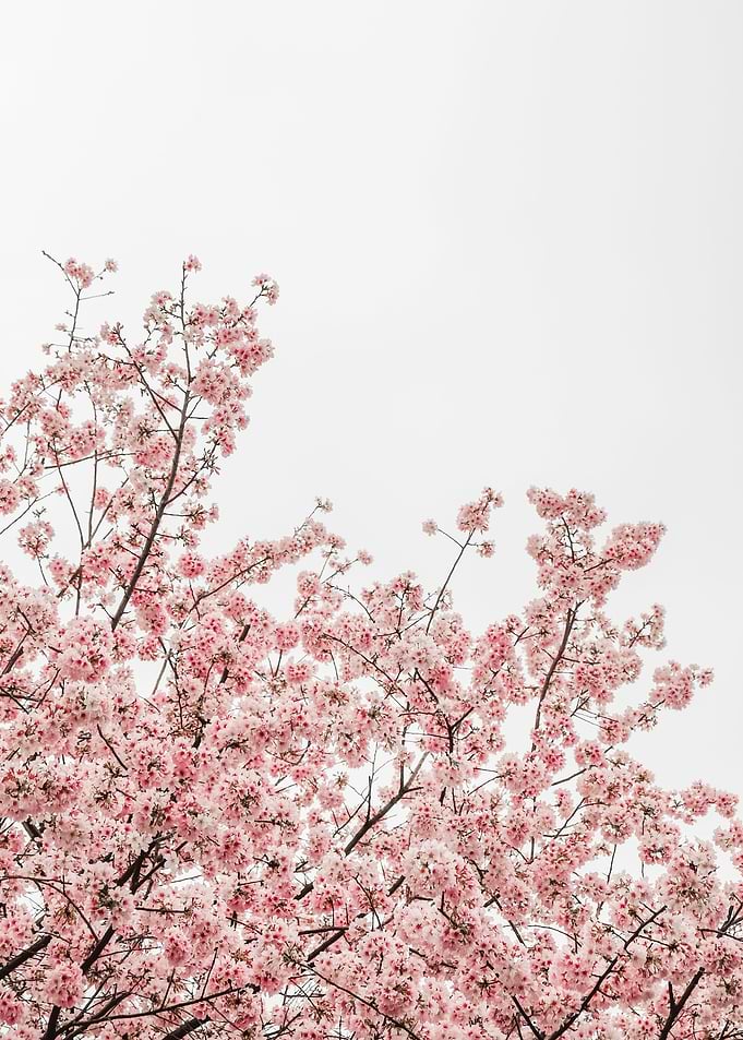 Pink Cherry Blossom Trees