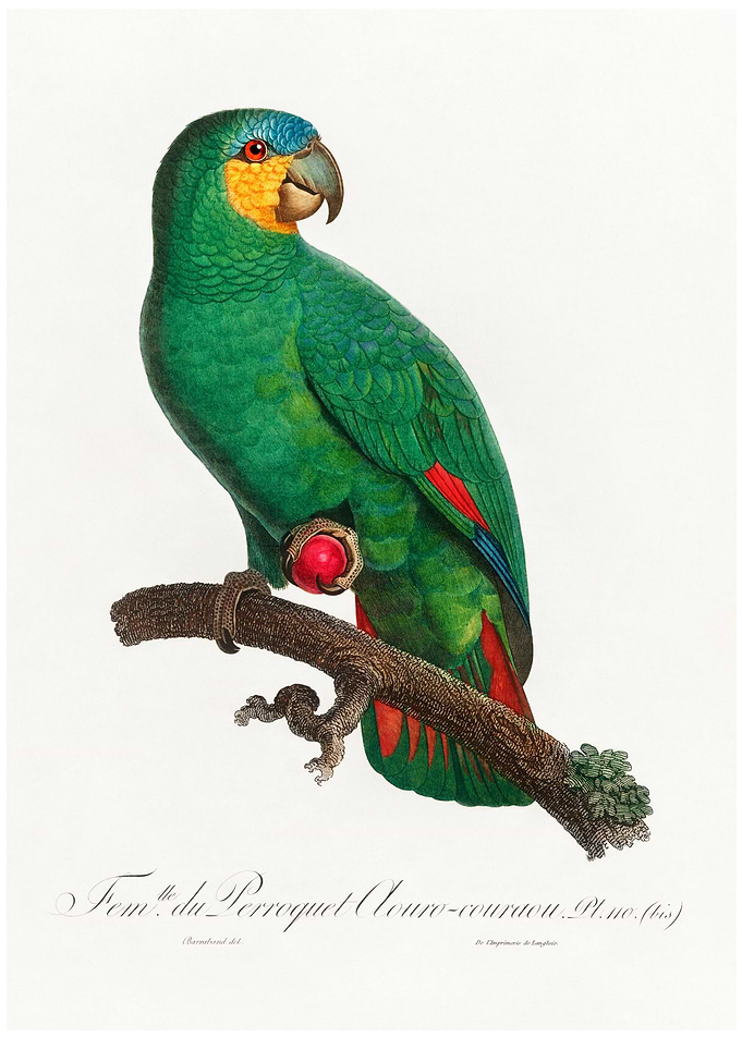 Loro guaro