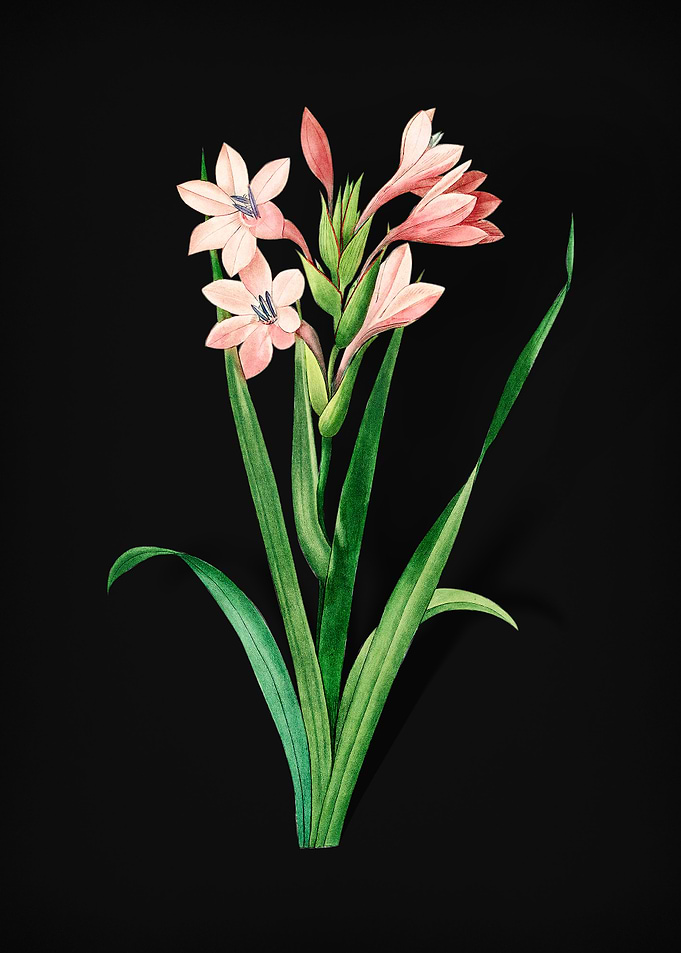 Gladiolus on Black