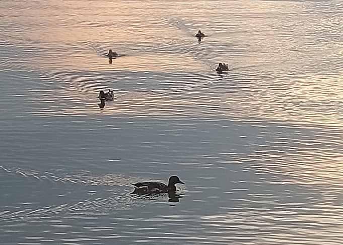 Ducks