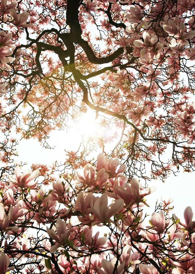 Cherry Blossom Tree
