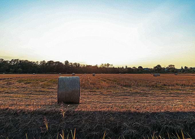 Fallow field in Lomellina