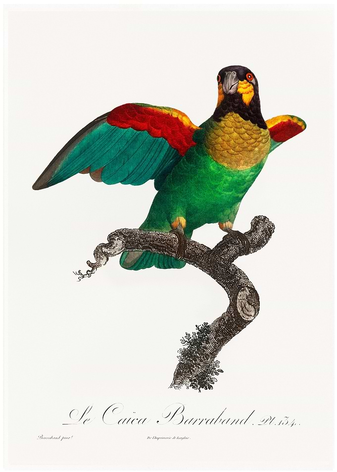 Orange cheeked parrot vint