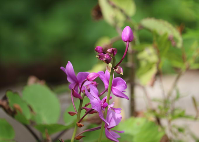 Pink flower in sri lanka