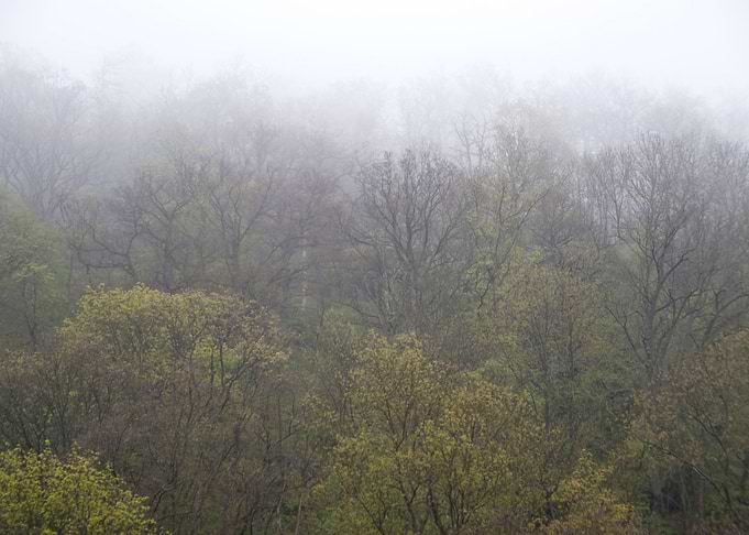 Forest German Germany Gree