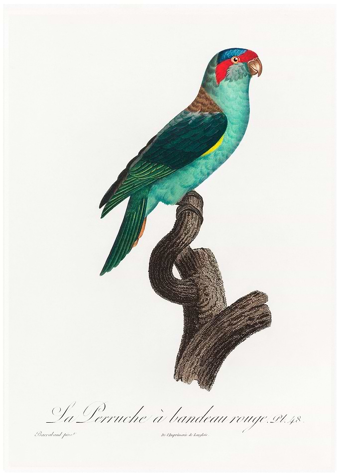 Musk lorikeet