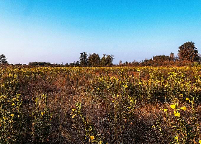 Fallow field in Lomellina