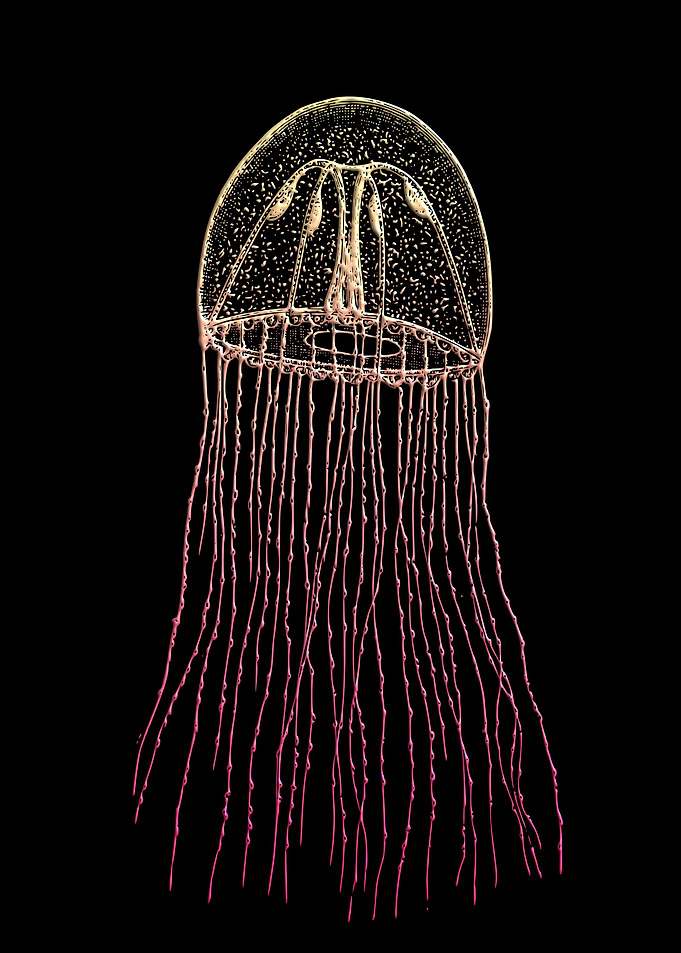 Jelly Fish stunning