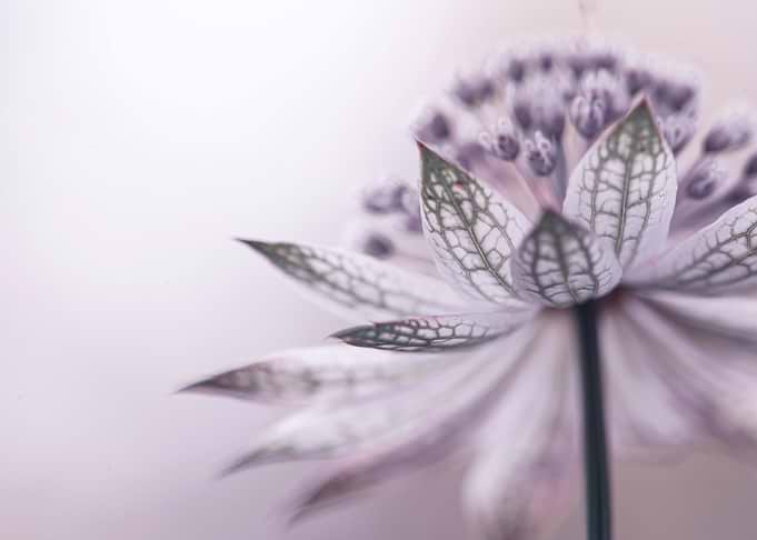 Floral composition