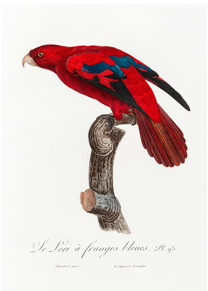 Red Lory