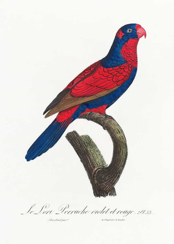 Red and blue lory