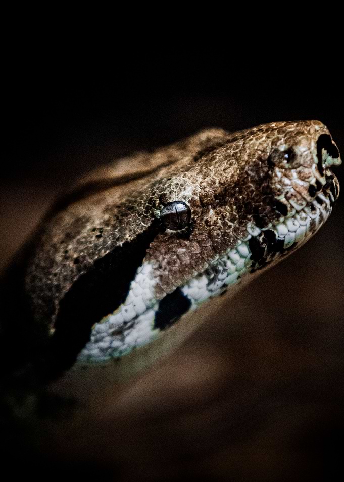 Snake