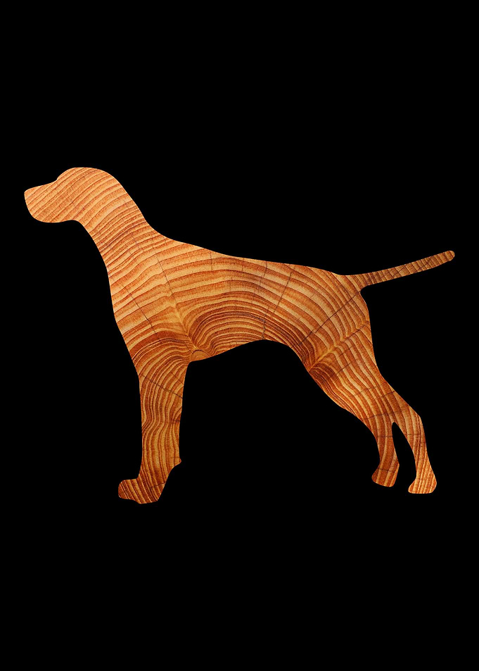 German Shorthair Pointer