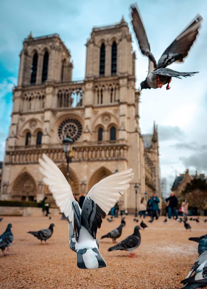 Notre dame de paris