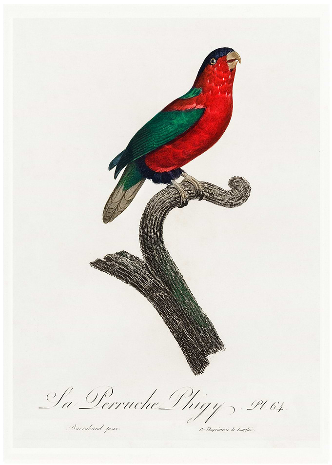 Pygmy parrot