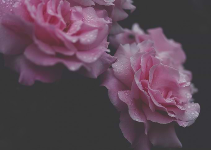 Pink Midnight Roses