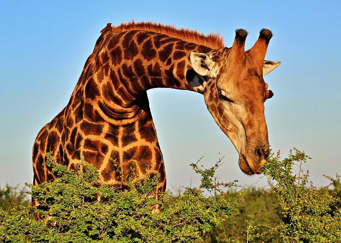 Giraffe Eating