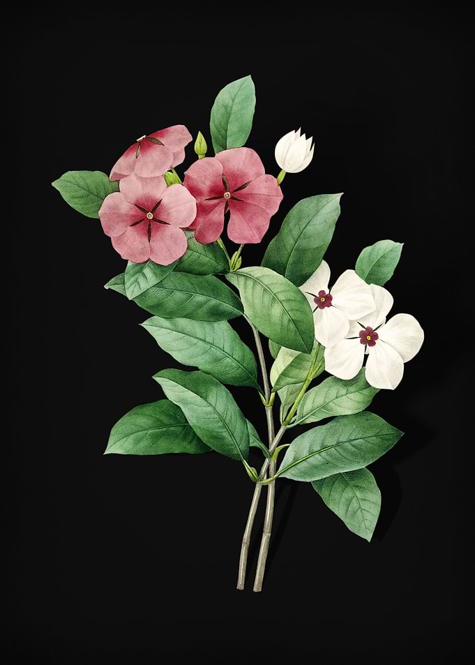Periwinkle on Black