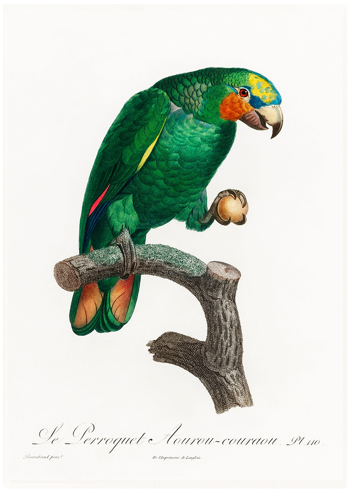Orange winged parrot