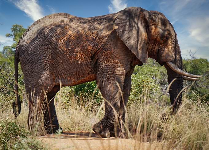 Lone Elephant