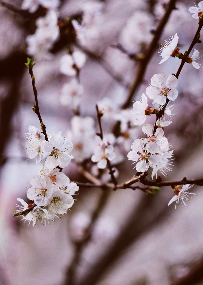 White Cherry Blossoms