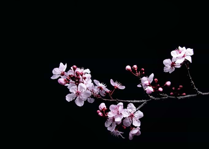 Cherry Blossom Branch