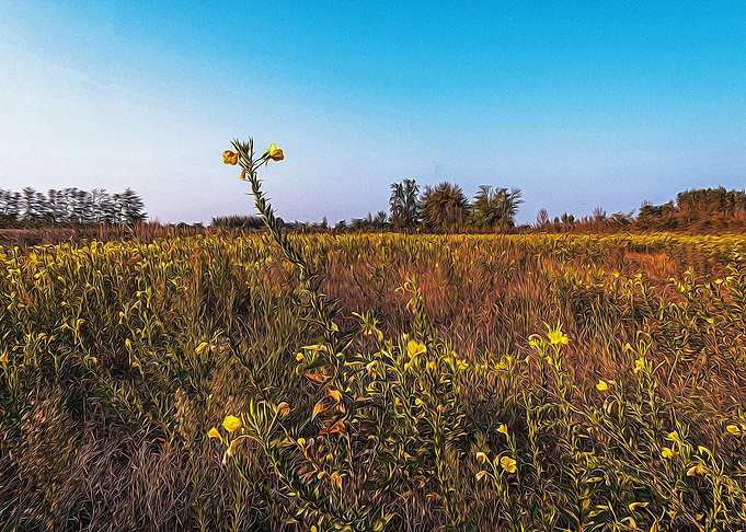 Fallow field in Lomellina