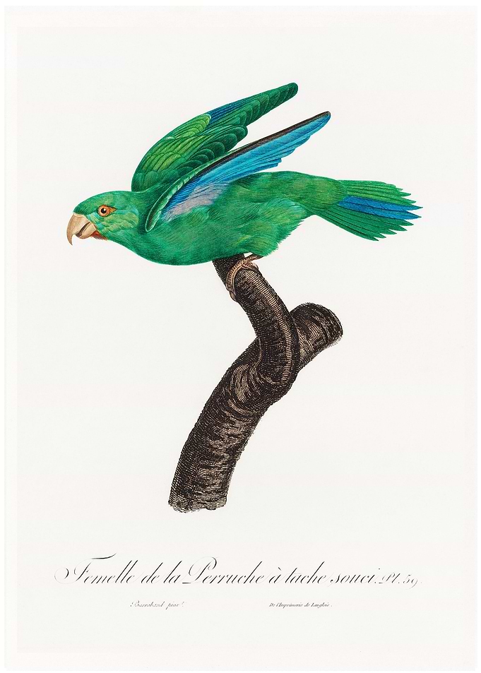 Marigold parakeet