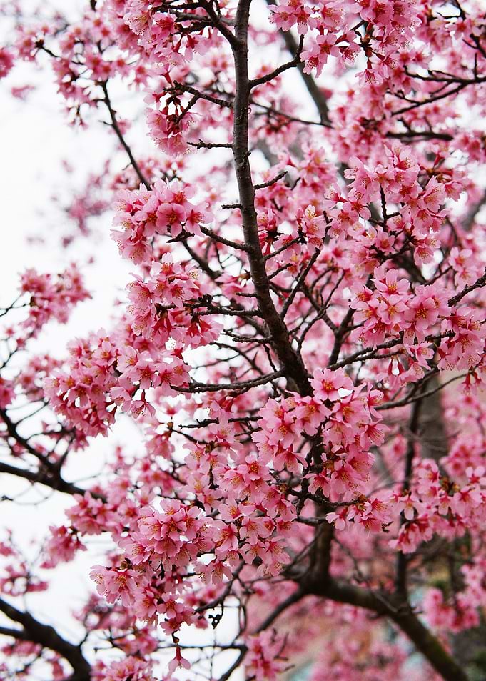 Charming Cherry Blossoms