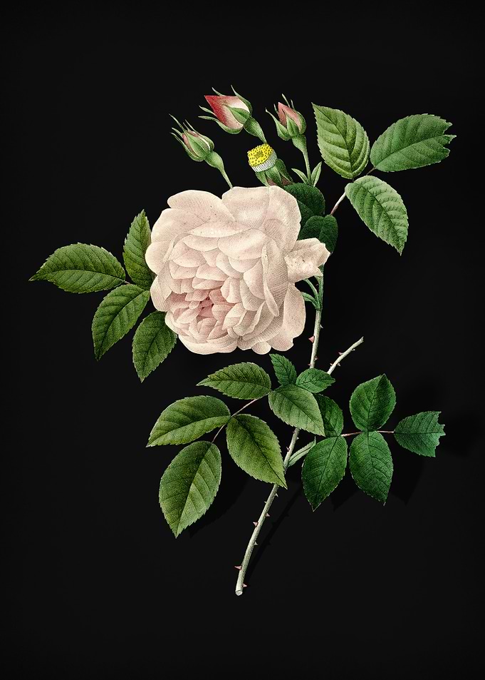Rosa Indica on Black