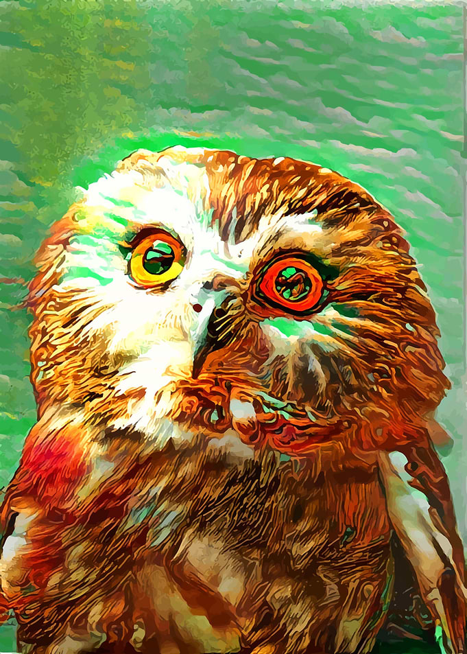 Owly Owly