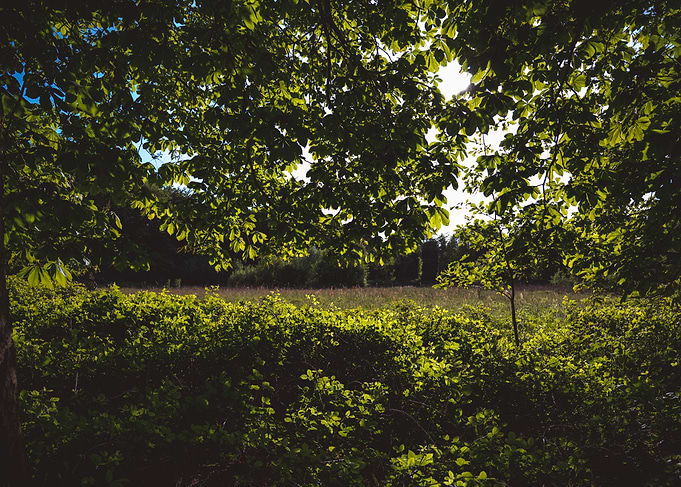 Hiding in between foliage