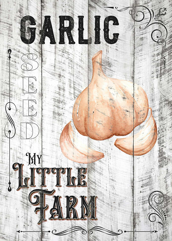 Garlic