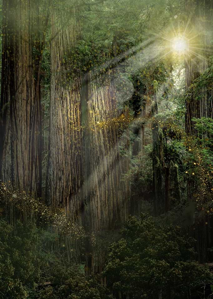 fairy forest