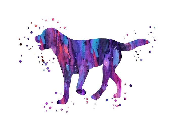 Labrador