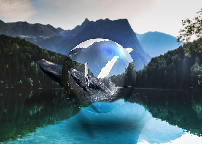 Bubble and whale